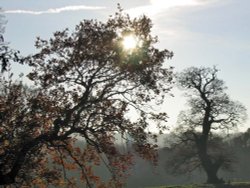 Calke Park, Derbyshire,  on a December day Wallpaper