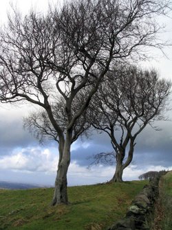 Trees in a field by a lane near Macclesfield (Sutton/Langley area)