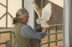 The Birds of Prey display at Camelot Theme Park Wallpaper