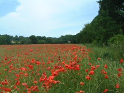 Finchampstead, Berkshire Wallpaper