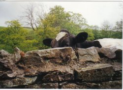 Cow in the Dales Wallpaper