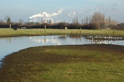 Sugar factory, horses and birds by Newark Wallpaper