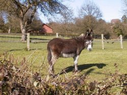 A donkey along Gladstone Lane, Cold Ash Wallpaper