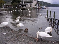 Swans at Bowness Wallpaper