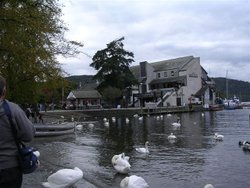 Swans at Bowness Wallpaper