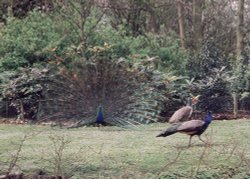 Peacock displaying on the grounds at Leeds Castle. Wallpaper