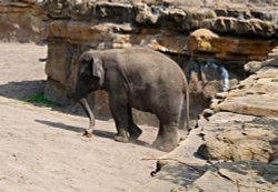 Elephant, Chester Zoo Wallpaper