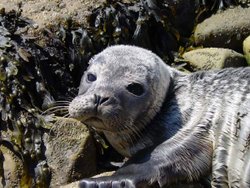 A seal at Filey, North Yorkshire Wallpaper