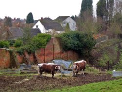 Tutbury: Castle neighbours Wallpaper