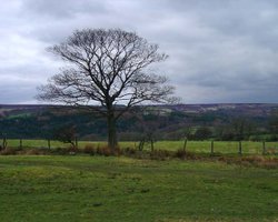 Tree in Goathland, Yorkshire Wallpaper