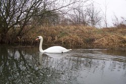 Ferry Meadows Wallpaper