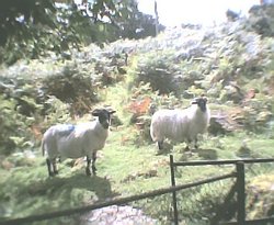 Sheep on the Moor Wallpaper