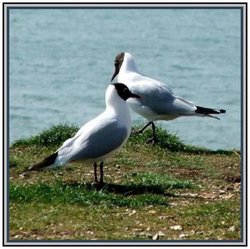 Gulls like to wait for food from visitors at Milford-on-Sea, Hampshire Wallpaper