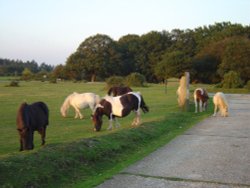 The New Forest, Hampshire Wallpaper