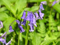 Bluebells along old Canal path, Chippenham, Wiltshire. Spring 2005