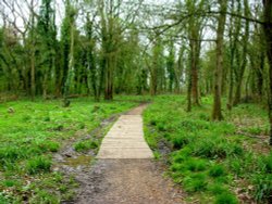 Vincents Wood, Chippenham, Wiltshire. Spring 2005 Wallpaper