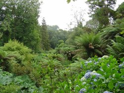 the jungle in the Lost Garden of Heligan Wallpaper