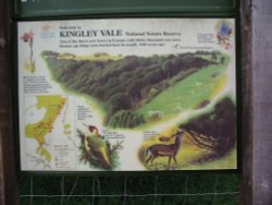 Kingley Vale Nature Reserve Wallpaper