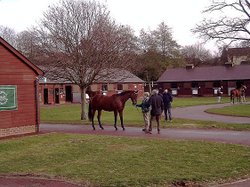 Tattersalls Horse Auctions, Newmarket 2003 Wallpaper