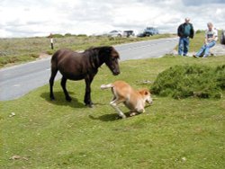 Dartmoor Ponies, Dartmoor, Devon Wallpaper