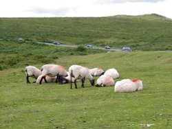 Sheep at Dartmoor, Devon Wallpaper