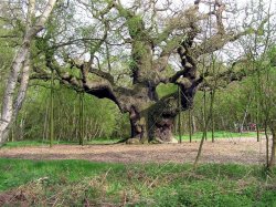The Great Oak, Sherwood Forest. This huge tree is at least 800 years old Wallpaper