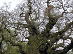 Great Oak, Sherwood Forest Wallpaper