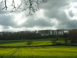 Wheelers Wood, Chippenham Wallpaper