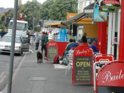 Dawlish, Devon. The chocolate Labrador that sits outside Bailey's every morning Wallpaper