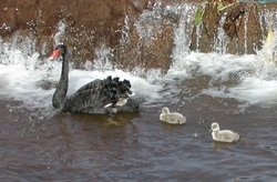 Black swan cygnets Wallpaper