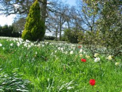 Beaulieu Daffodils Wallpaper