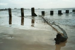 A washed up branch at Gorleston-on-Sea, Norfolk Wallpaper