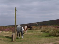 Quantock Hills, Somerset Wallpaper