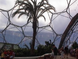 Tree near the glass inside the Eden Project. Wallpaper