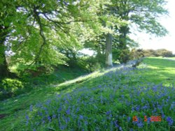 Bluebells at Borough Hill, Daventry, Northamptonshire Wallpaper