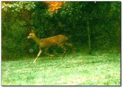 Roe Deer Running in Tilgate Forest Country Park near The Forest Bed and Breakfast Wallpaper