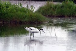 Avocet at Dunwich Wallpaper