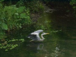 A heron at Bushy Park, London Wallpaper