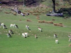 Knole Deer Park, Kent. The only remaining medieval deer park in Kent.