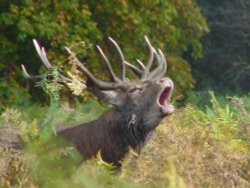 Stag at Bushy Park, London Wallpaper