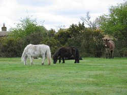 New Forest Ponies Wallpaper