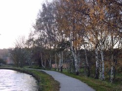 Silver Birches along the Leeds Liverpool Canal approach Wallpaper