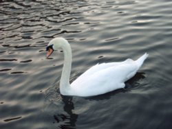 Swan on the Canal at Rodley, West Yorkshire Wallpaper