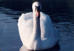 Swan on the canal at Rodley, West Yorkshire Wallpaper