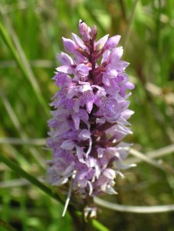 Found in Gisburn Forest, Hodder Valley, Lancashire