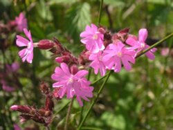 Found in Gisburn Forest, Hodder valley, Lancashire