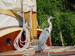 A Heren in the Norfolk Broads Wallpaper