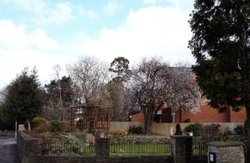 Winter Flowering Cherry in Victoria Road Wallpaper