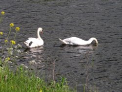 Swans, River Ribble at West Bradford, Lancashire Wallpaper