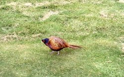 A Pheasant around Bolton Abbey. 1978 Wallpaper